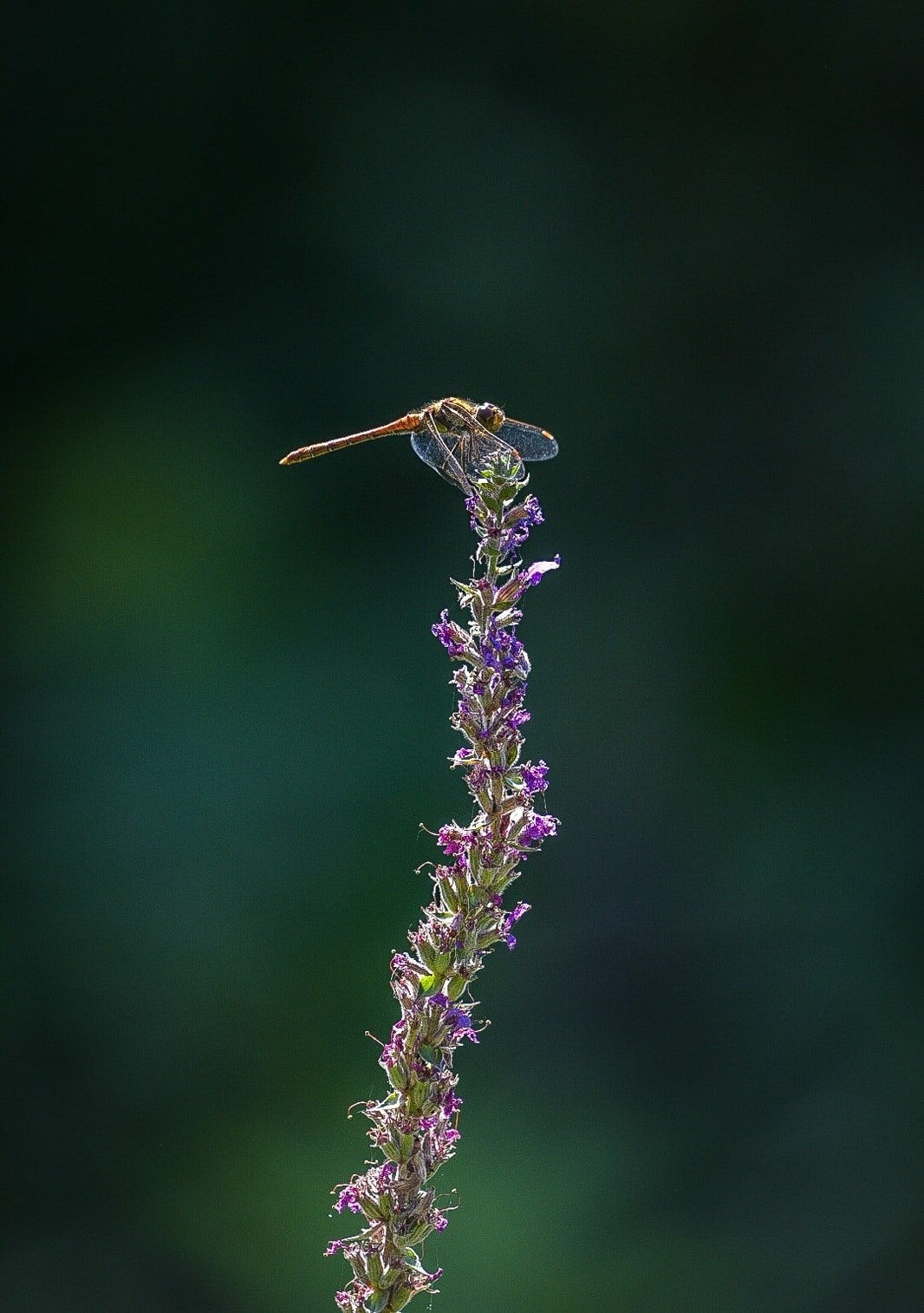 Dragonfly